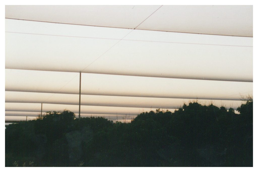Parallel horizontal lines span across the sky above silhouetted trees at dusk
