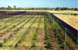 A large agricultural field with rows of young plants and protective netting