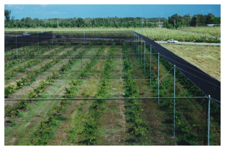 A fenced agricultural field with rows of young plants and a road in the background