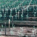 Rows of young trees protected by a green mesh windbreak fence on a hillside