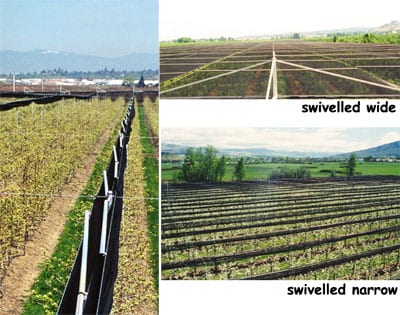 Three views of orchard wind fences, comparing swivelled wide and swivelled narrow panel settings