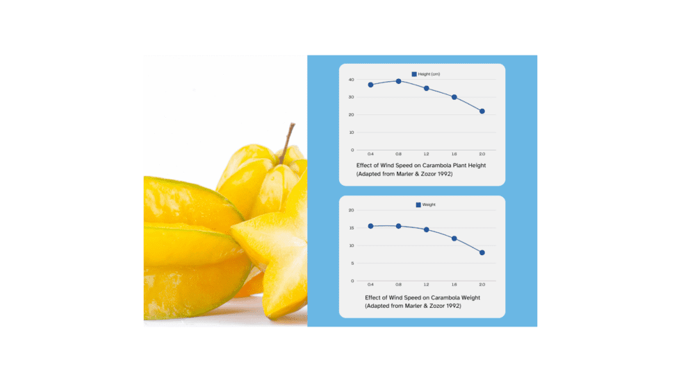 Two line graphs display the effect of wind speed on carambola plant height and weight. Yellow starfruit is shown to the left of the graphs.