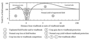 Graph illustrating windbreak effects on crop yield across varying distances, showing loss near the windbreak due to competition and increased yield on the leeward side due to protection.