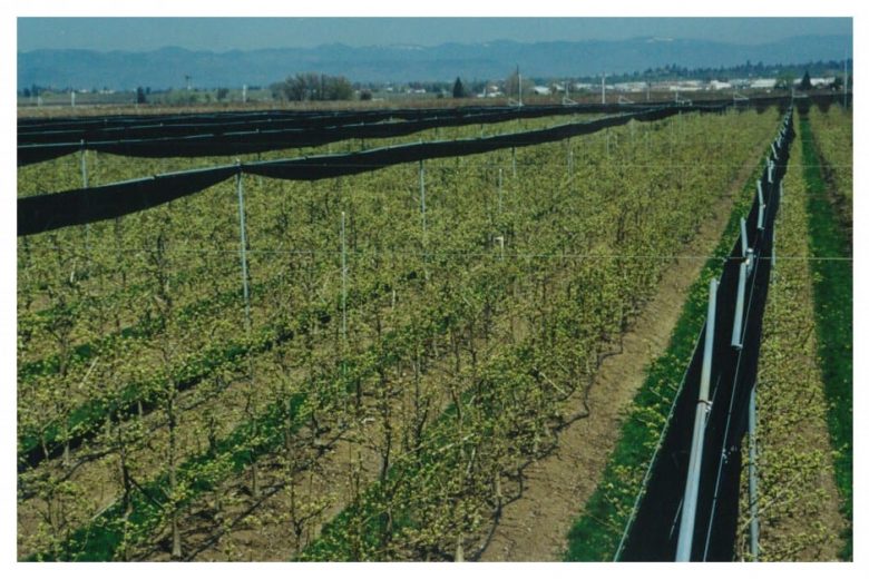 Rows of young trees covered by dark mesh netting in an orchard