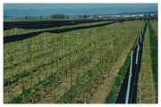 Rows of young trees covered by dark mesh netting in an orchard