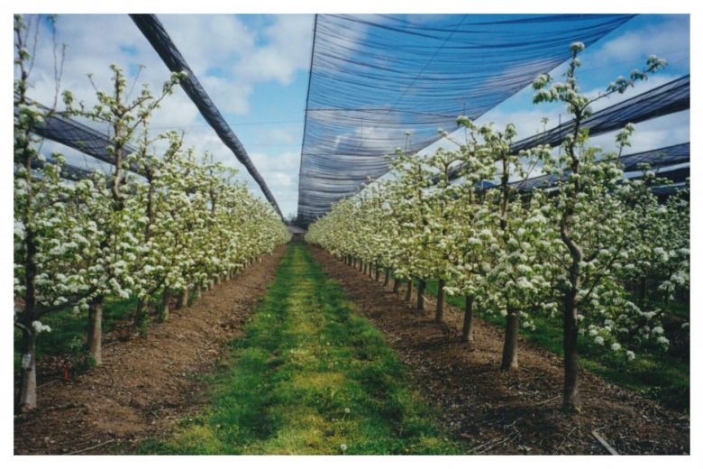 Rows of blossoming trees under a protective net canopy in an orchard