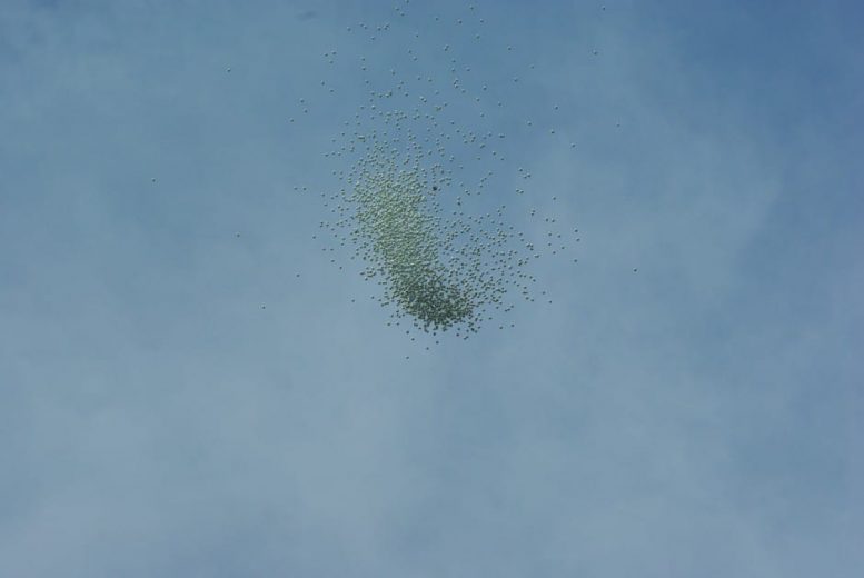 A large flock of birds flying in a clear blue sky