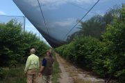 Two men walking under a large mesh canopy in a field of green bushes