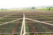 A large agricultural field covered with a grid of hail netting over young fruit trees