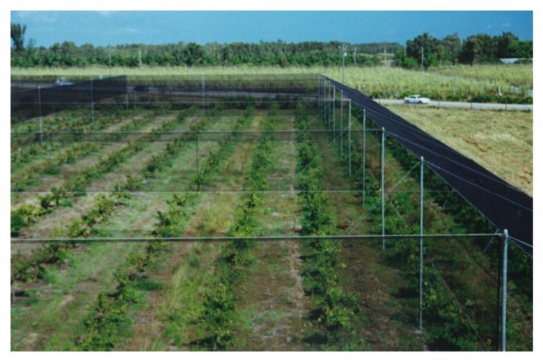 A fenced agricultural field with rows of young plants and a road in the background