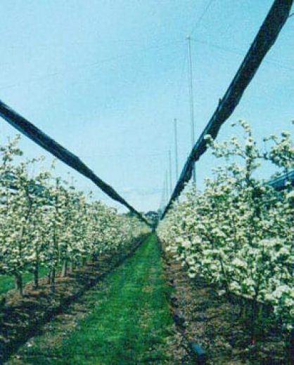 Rows of blossoming trees with overhead netting in an orchard