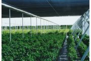 Rows of green plants growing under a large, dark shade structure with metal supports