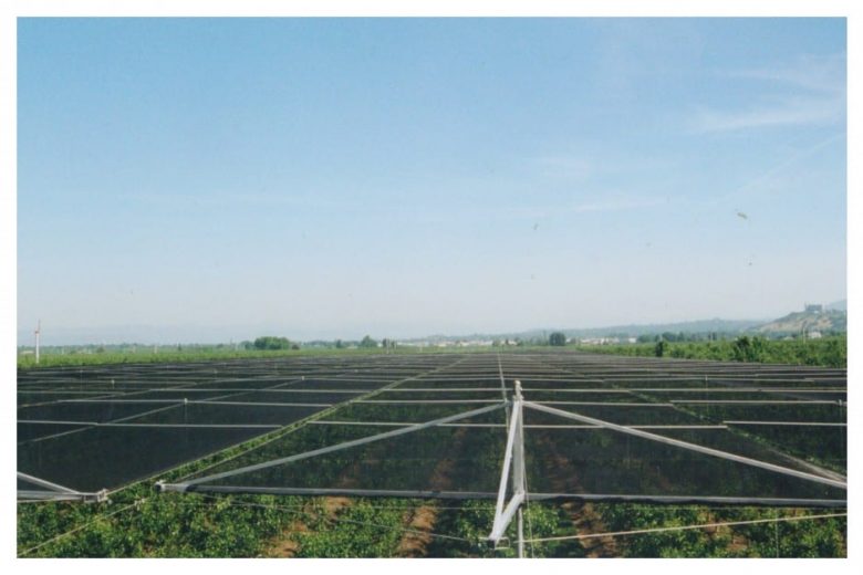 A vineyard with protective netting stretched over rows of grapevines under a clear sky