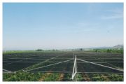 A vineyard with protective netting stretched over rows of grapevines under a clear sky