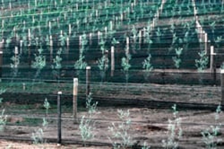 Rows of young plants are protected by a green mesh windbreak fence