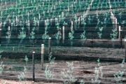 Rows of young plants are protected by a green mesh windbreak fence